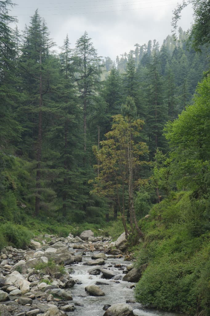 Jibhi, Tirthan Valley, Shoja & Shimla Trail gallery image 5
